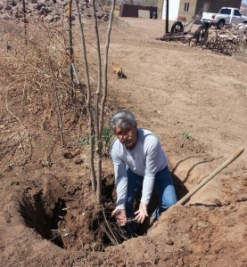 ernestplanting