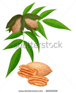 stock-vector-pecan-nuts-with-leaves-isolated-on-white-background-vector-illustration-88582606