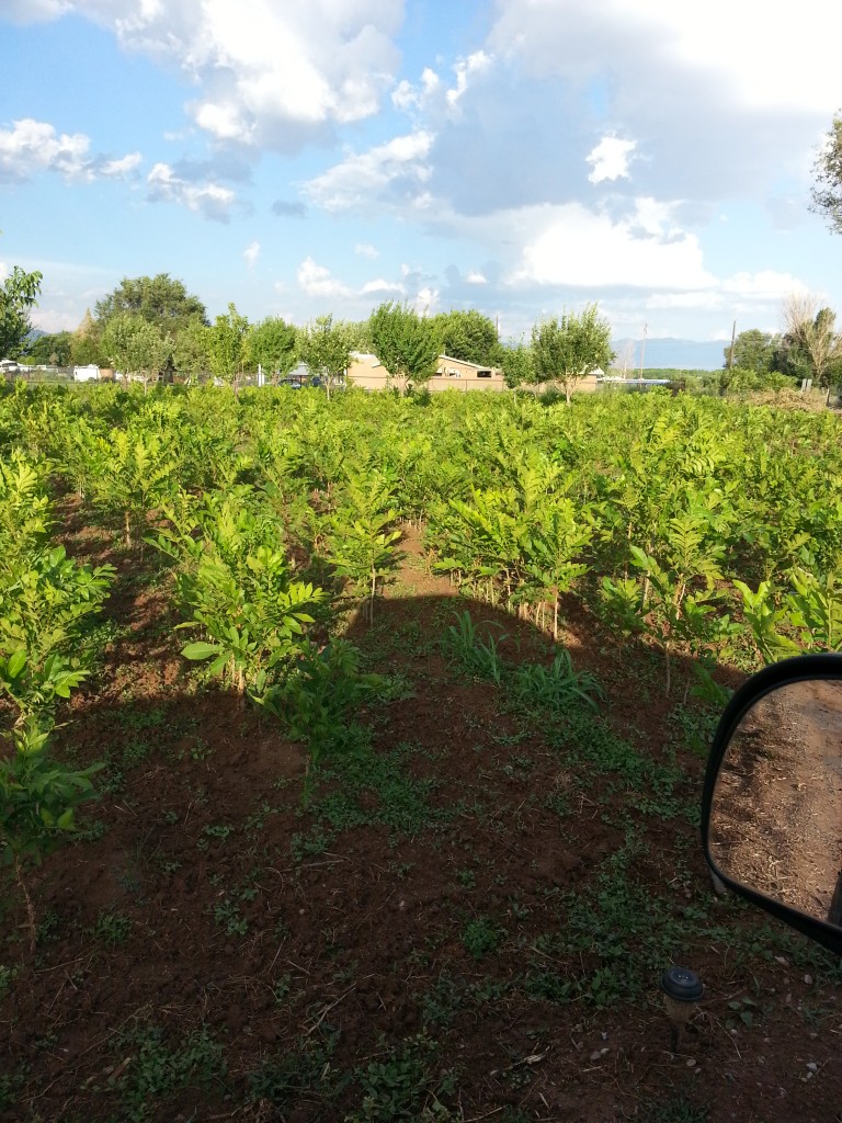 Healthy productive pecan trees ready for market
