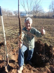 A healthy pecan root system!